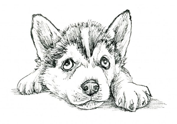 Хаски рисунок