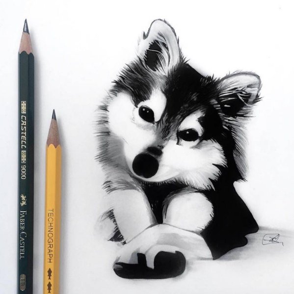 Хаски рисунок карандашом