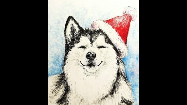 Морда хаски рисунок карандашом