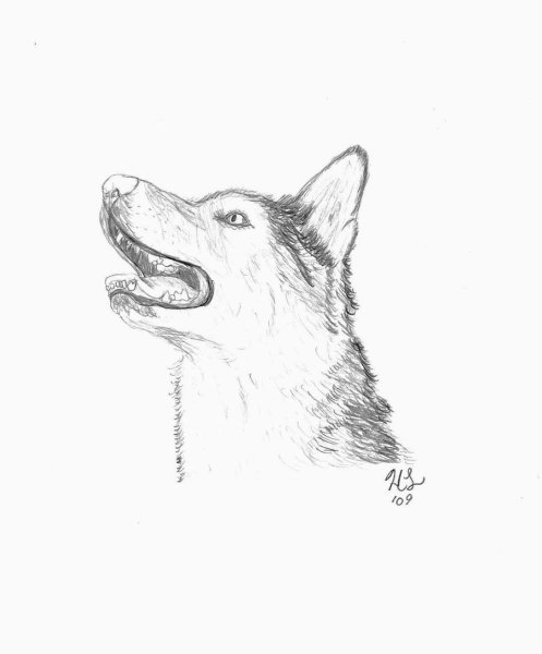 Хаски рисунок