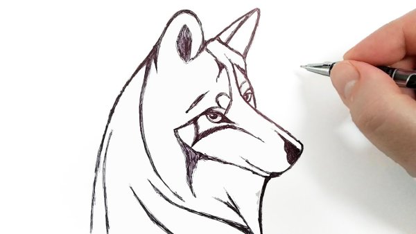 Нарисовать хаски карандашом