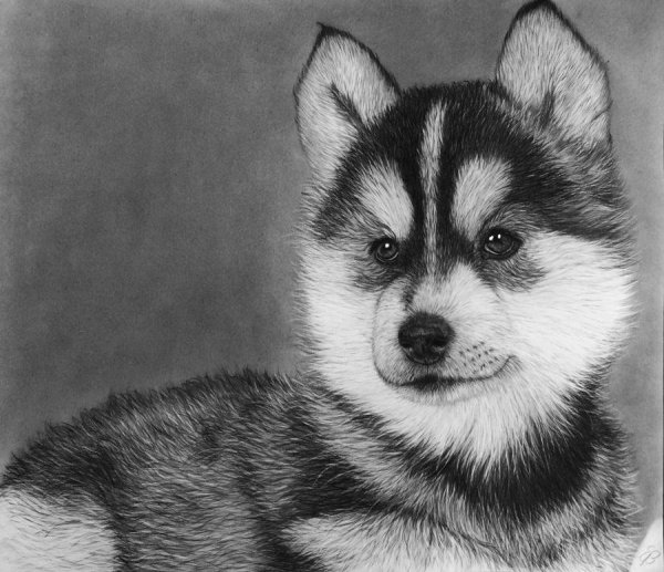 Хаски рисунок