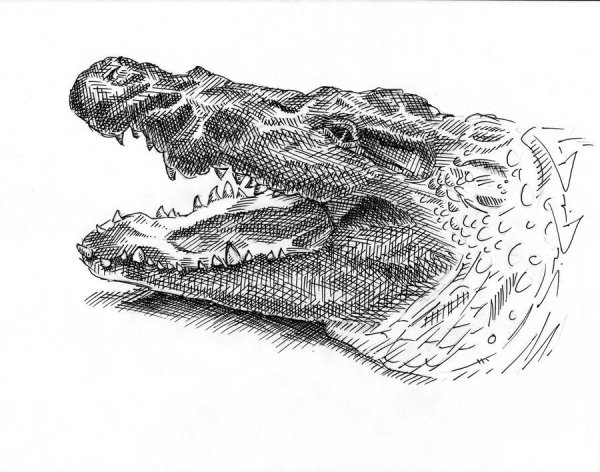 Крокодил карандашом
