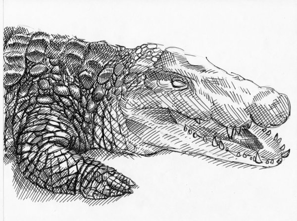 Крокодил эскиз