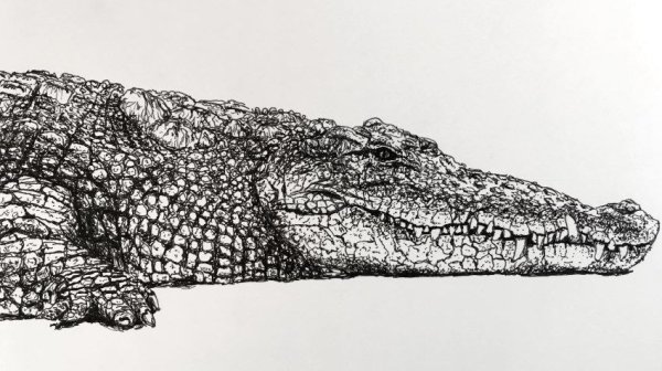 Графические животные крокодил