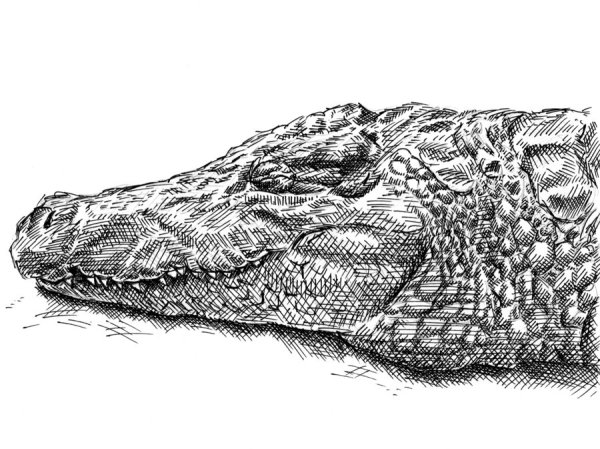 Стилизованный крокодил