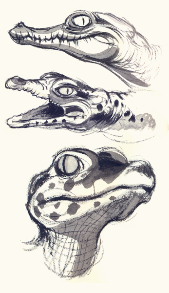 Зарисовки крокодила