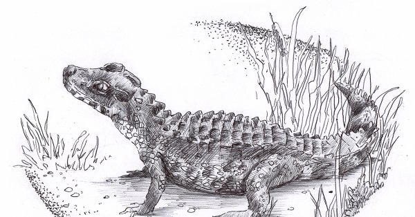 Крокодил карандашом