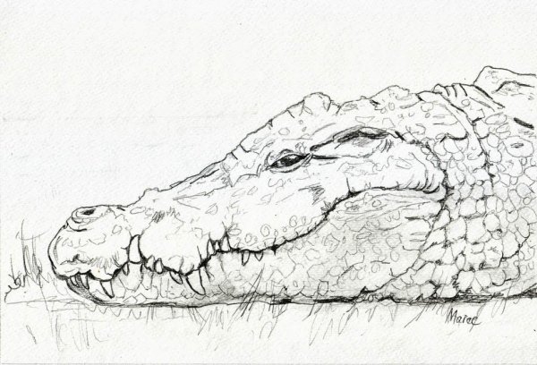 Крокодил набросок