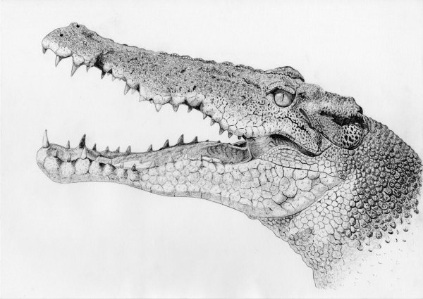 Зубастый крокодил рисунок