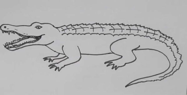 Поэтапное рисование крокодила для детей