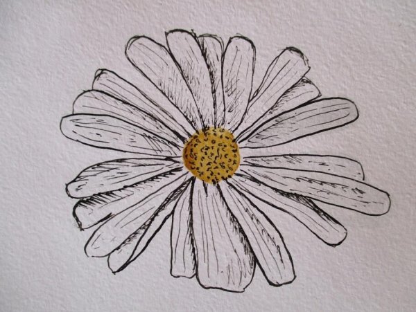 Ромашка скетч
