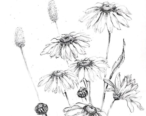 Ромашки черной ручкой