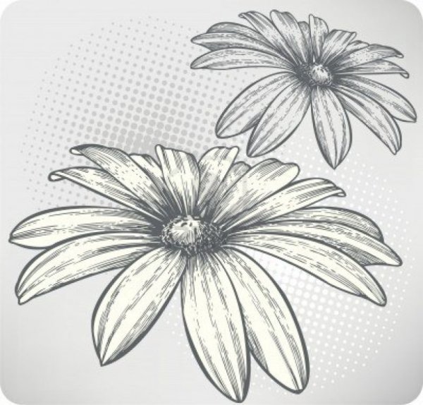 Ромашки на стене нарисовать