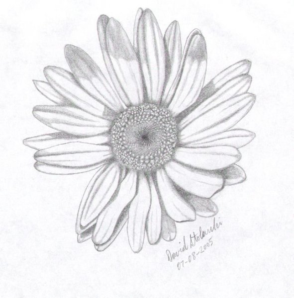 Большая Ромашка карандашом