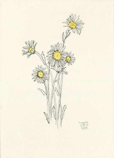 Ромашки в вазе рисунок карандашом