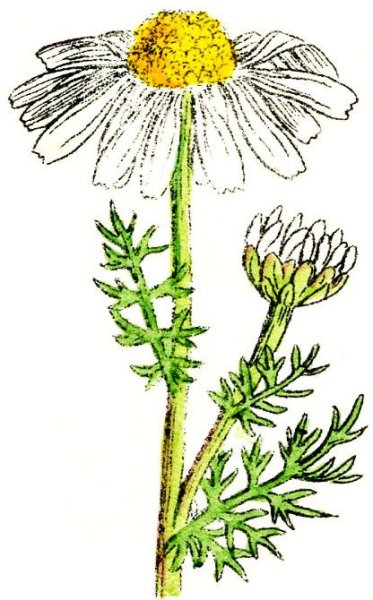 Ромашка трафарет для рисования