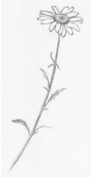 Букет ромашек карандашом