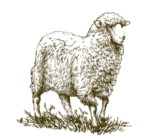 Овечка Графика