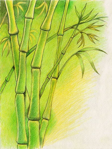 Бамбук нарисованный