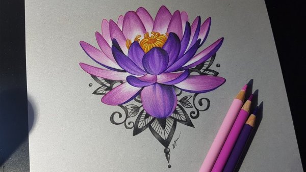 Лотос цветными карандашами