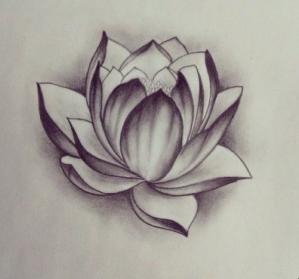 Цветок лотоса эскиз