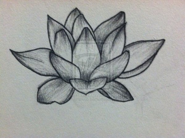 Лотос карандашом