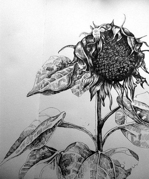 Подсолнухи гелевой ручкой
