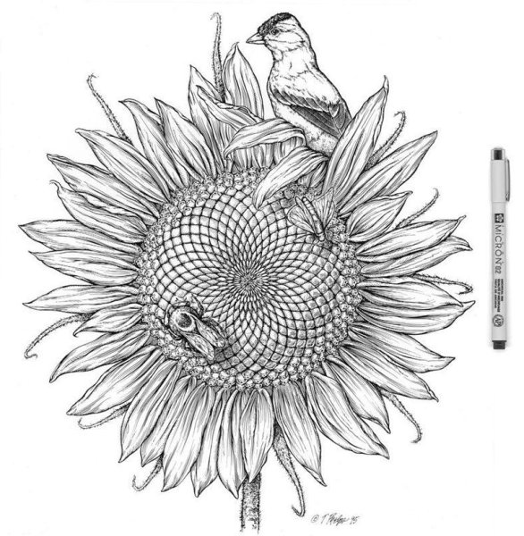 Подсолнух Графика