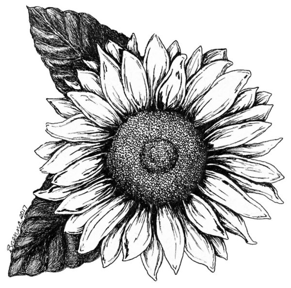 Подсолнух черно белый