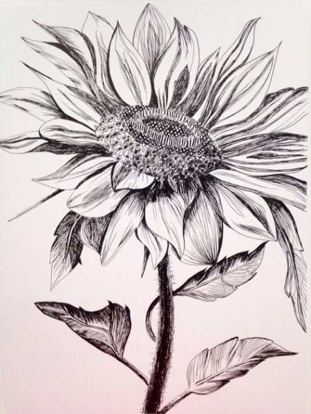 Подсолнух набросок