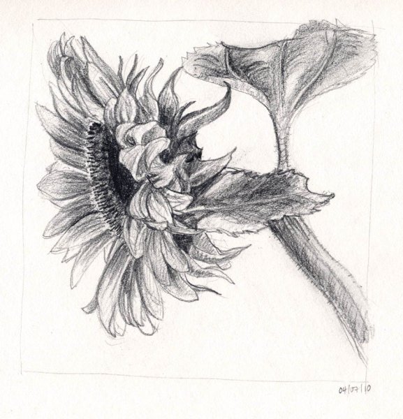 Подсолнух карандашом