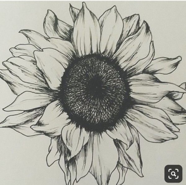 Подсолнух эскиз