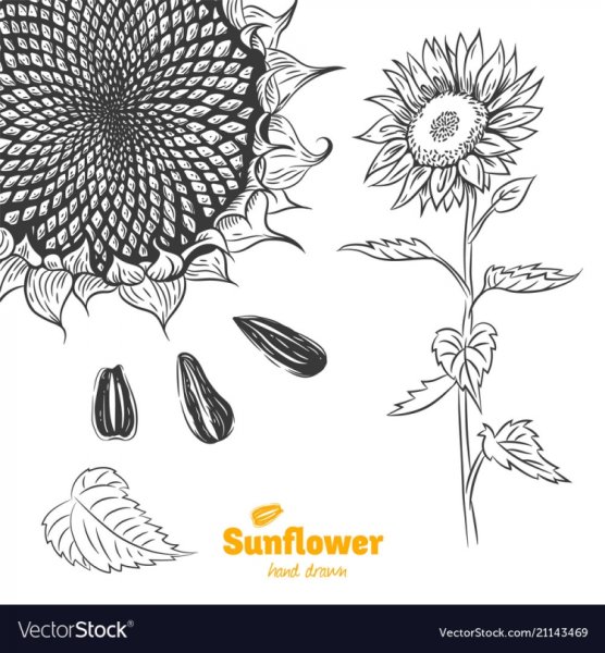 Семена подсолнечника раскраска