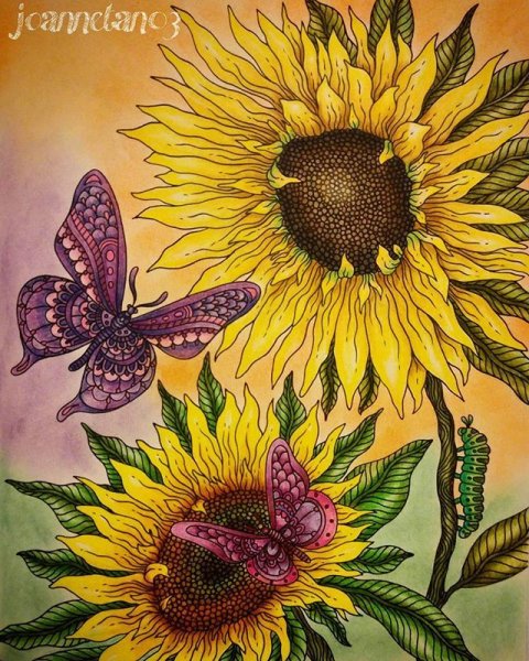 Подсолнухи картина карандашом