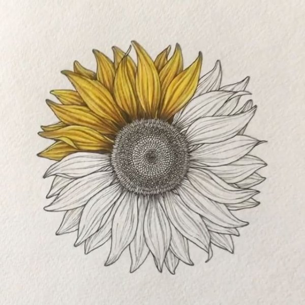 Подсолнух скетч