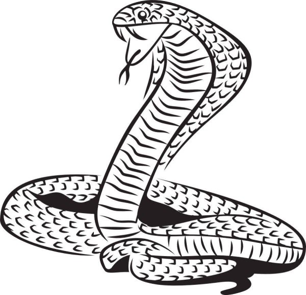 Кобра рисунок карандашом