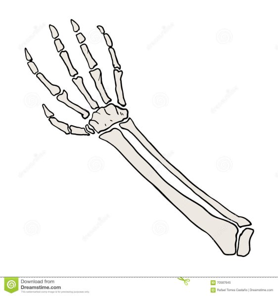 Рука с нарисованными костями