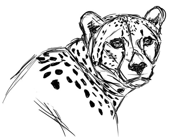 Гепард скетч
