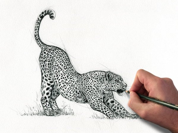 Леопард рисунок карандашом