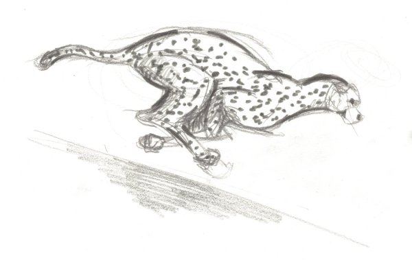 Гепард бежит