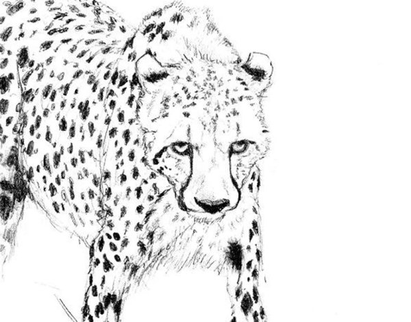 Гепард арт для срисовки