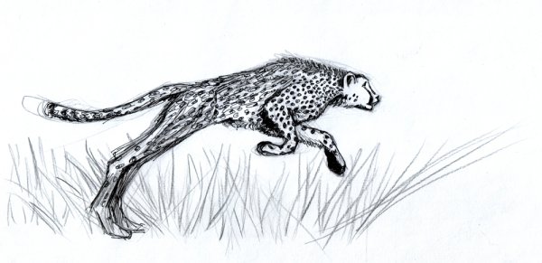 Гепард Бегущий карандашом