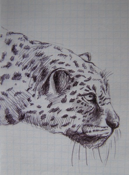 Леопард набросок
