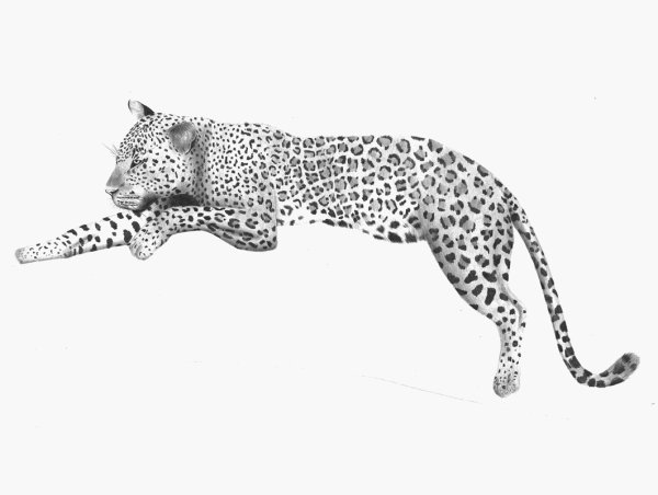 Гепард эскиз