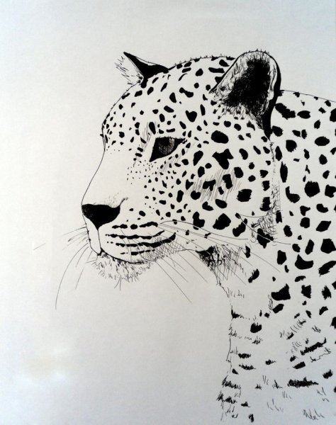 Леопард рисунок