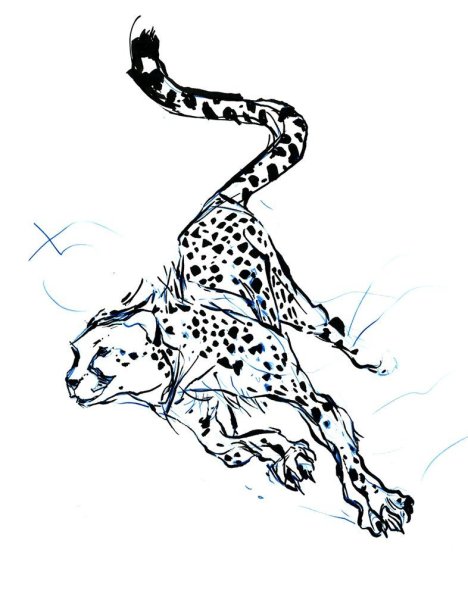 Леопард скетч