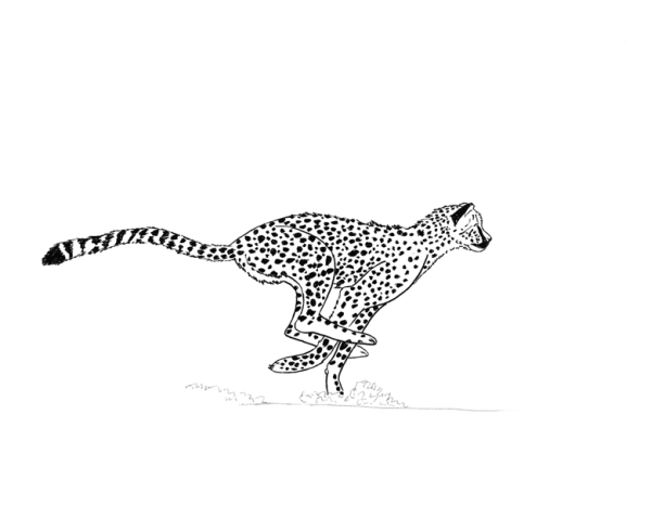 Гепард Минимализм