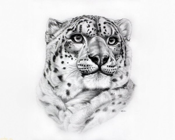 Тату снежный Барс эскизы