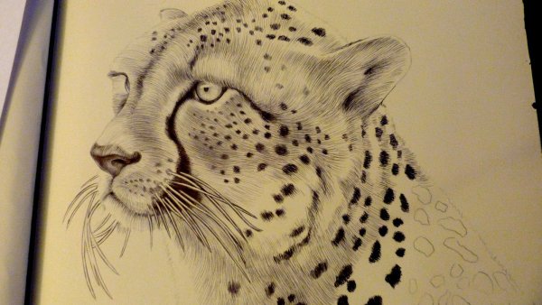 Гепард арт для срисовки